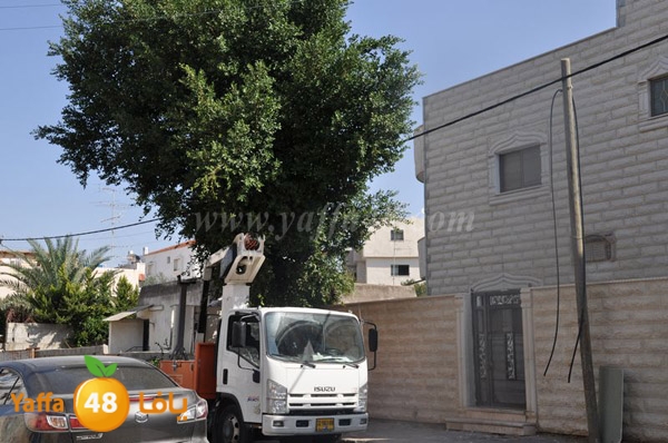 trees lud 1112 (15).JPG